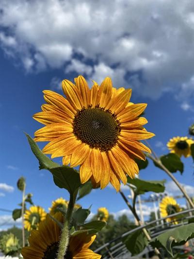 Sunflower